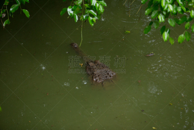 长吻鳄科,水平画幅,鳄鱼,密封食品,安全,印度,摄影