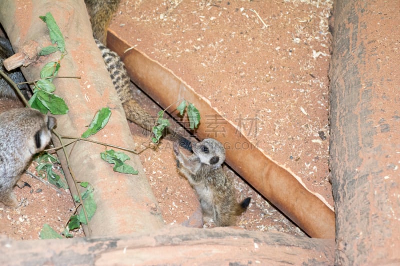 海岛猫鼬,英国布里斯托动物园,布里斯托城,布里斯托尔,布里斯托大学,褐色,水平画幅,岩石,可爱的,无人