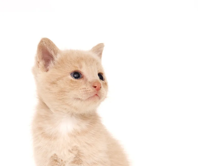 白色背景 猫 黄色 水平画幅 可爱的 无人 猫科动物 爪子 背景分离 幼小动物图片素材下载 稿定素材