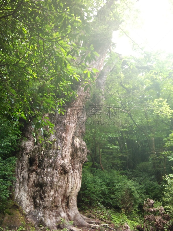 日本,屋久岛,绿色,地形,与众不同,25街,2010,秘密,环境,枝繁叶茂