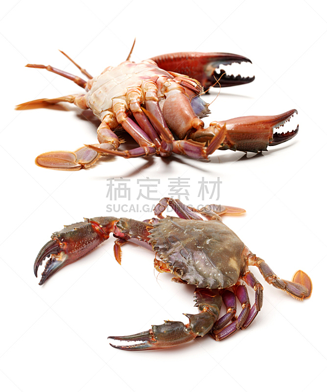 螃蟹,活力,白色背景,生食,海产,背景分离,垂直画幅,饮食,食品,图像