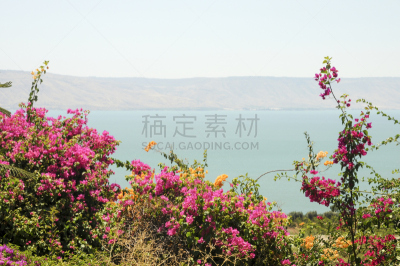英文字母b,瓢虫,塔布加,提比略湖,朝拜者,水平画幅,山,草原,户外