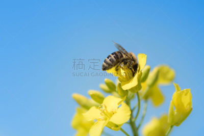 天空,蜂蜜,蜜蜂,春天,油菜花,海洋,留白,三角钢琴,草,农作物