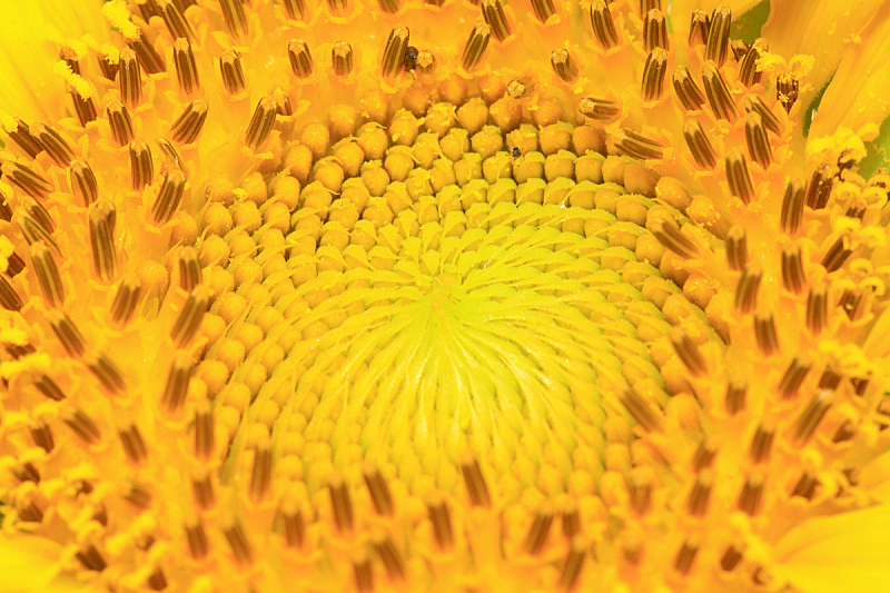 花柱头花粉 花柱头花粉图片 花柱头花粉素材下载 稿定素材