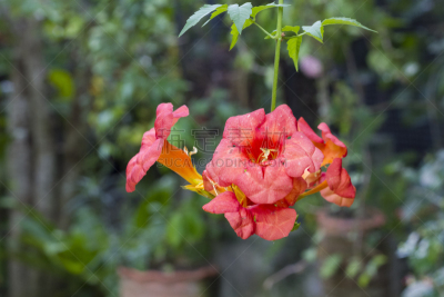 园林,自然,兰花,水平画幅,睡莲,郁金香,无人,圆锥花序植物,草,猪笼草