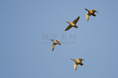 四只动物,蓝色,鸭子,天空,葡萄胸鸭,野鸭,自然,褐色,野生动物,水平画幅