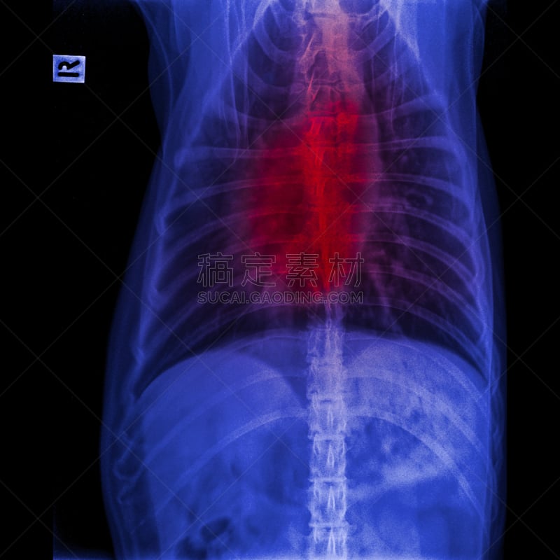 呼吸系统,胸部,兽医,生理学,健康保健,胸腔,狗,x光,哑语