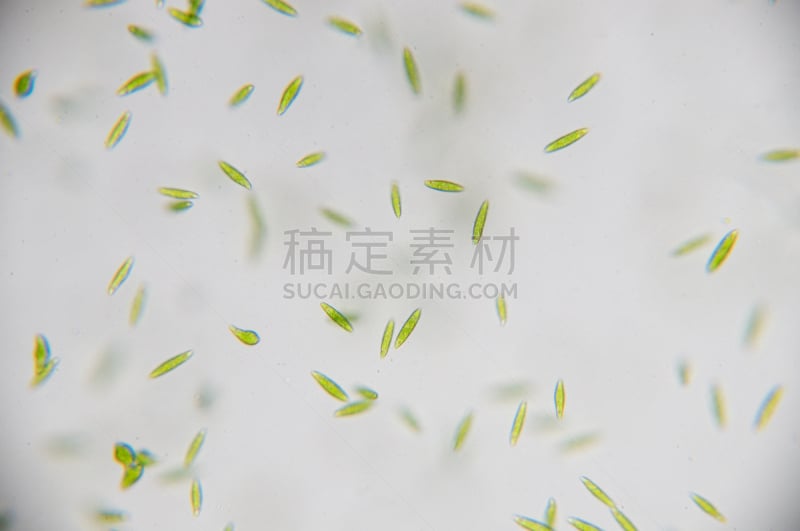 薄肌眼虫,显微镜,细胞核,生物科技,水平画幅,微生物学,科学实验,科学,薄膜,户外