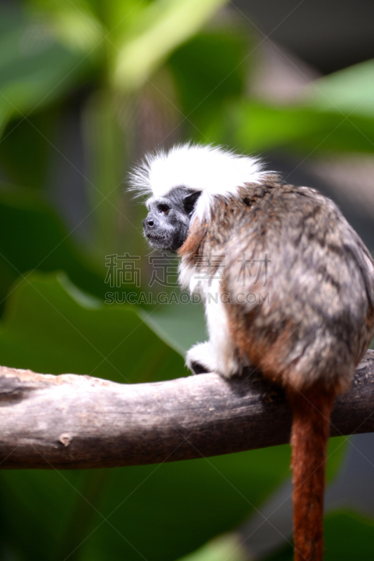 cotton-top tamarin,垂直画幅,正面视角,褐色,情绪压力,绢毛猴,爪子,动物身体部位,户外,生物学