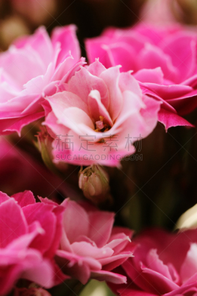 高凉菜属,花朵,垂直画幅,无人,特写,花蕾,植物学,芳香疗法,大特写,叶子