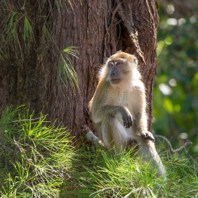 猕猴,gunung leuser national park,藤蔓植物,苏门答腊印度尼西亚,自然,野生动物,小的,可爱的,水果,热带雨林