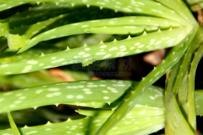 仙人掌,草本,特写,草药,芦荟,垂直画幅,枝繁叶茂,coral aloe,荆棘,图像