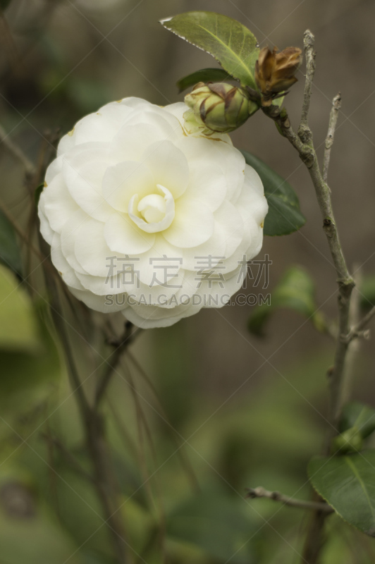 茶花,花蕾,哈里斯县,自然,垂直画幅,正面视角,温带的花,留白,绿色,无人