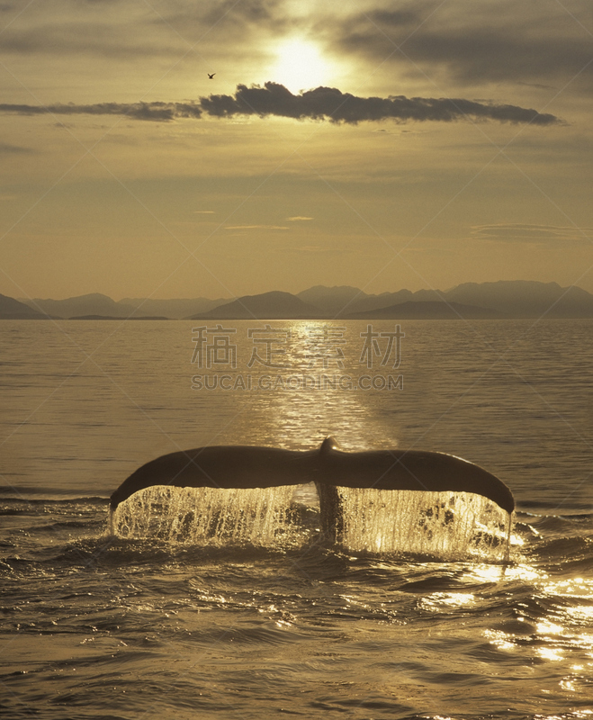 垂直画幅,亚历山大群岛,弗雷德里克海峡,野生动物,座头鲸,无人,野外动物,海洋生命,阿拉斯加东南半岛,一只动物