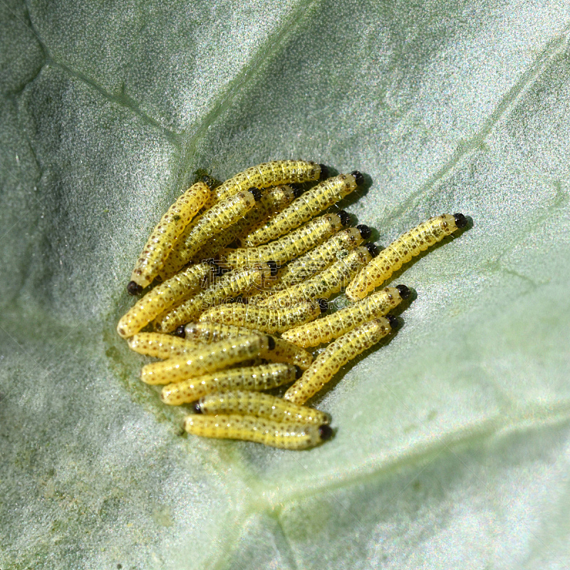 蝴蝶 幼虫 凤尾蝶 茧 毛虫 蠕虫 水平画幅 无人 夏天 户外图片素材下载 稿定素材