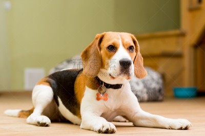 狗,比格犬,纯种犬,两只动物,室内地面,老年人,撒谎者,褐色,舌头,水平画幅