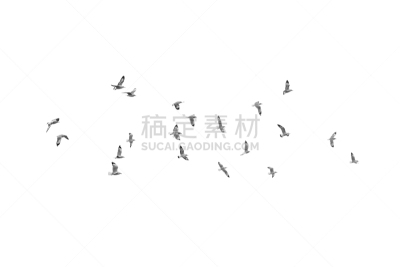 黑白图片,鸟类,万里无云,海鸥,海上航道,张开翅膀,优美,动物身体部位,自由,想法