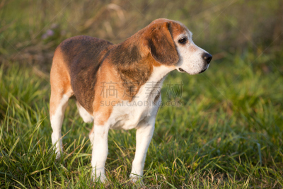 比格犬,纯种犬,猎狐犬,草地,专门技术,美,机敏,公园,褐色,寻回犬
