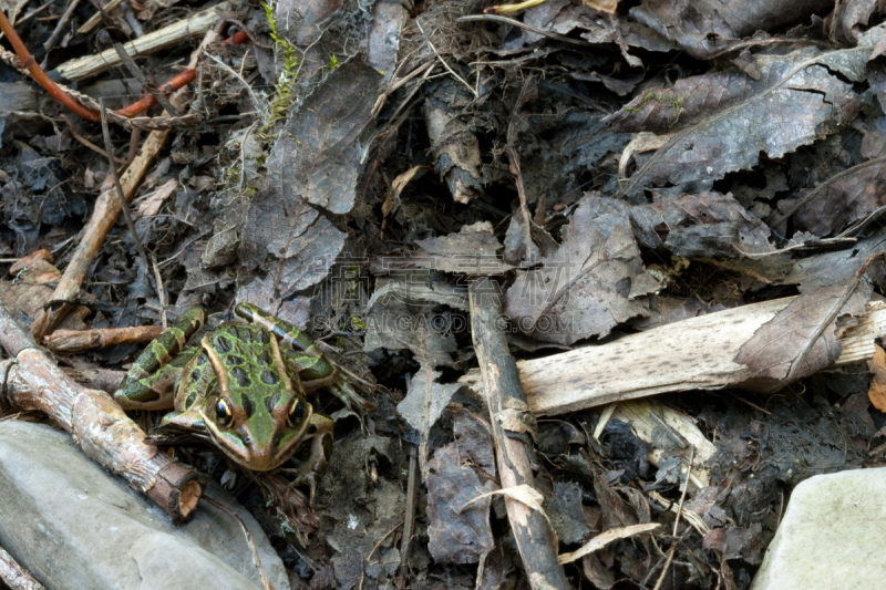 豹纹蛙,北,自然,佛蒙特,野生动物,水平画幅,无人,张伯伦湖,青蛙,嫩枝