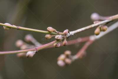 山茱萸,花蕾,清新,法国,自然美,生物,花的组成部分,植物,户外,开花植物