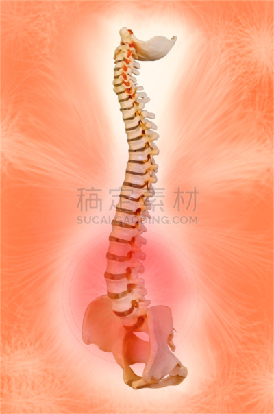 痛苦,脊柱,椎间盘突出,垂直画幅,骨骼,整形外科,健康保健,草药,整形器具,摄影