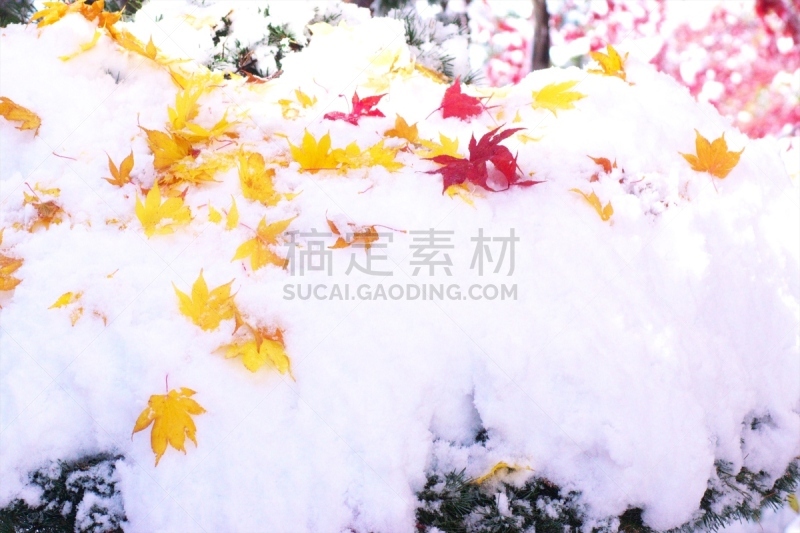 秋天,粉末状雪,舞蹈,水平画幅,雪,无人,葡萄树枫木,户外,北海道,镜头眩光