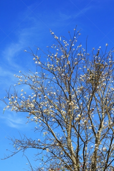 紫金花,背景,蓝色,天空,自然,垂直画幅,生物,秋天,红杉,部分