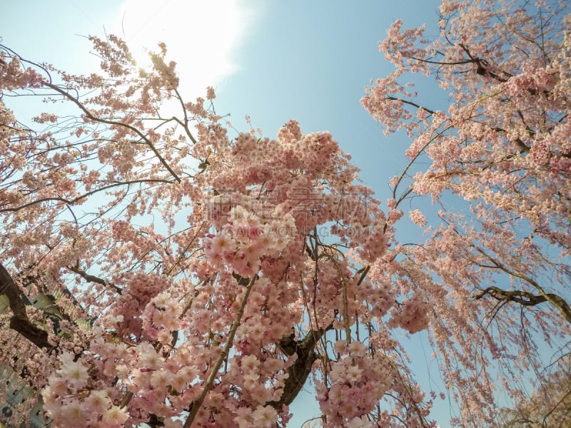 日本,樱花,弘前公园,粉色,青森县,东北片区,自然美,樱桃,春天,植物