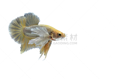 暹罗斗鱼,分离着色,捕获的,白色,黑色背景,兰花,艺术,水平画幅,无人,鸟类
