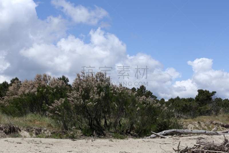 意大利,海滩,非滑雪场地的滑雪,丽都,松树,度假胜地,水平画幅,沙子,无人,拉韦纳