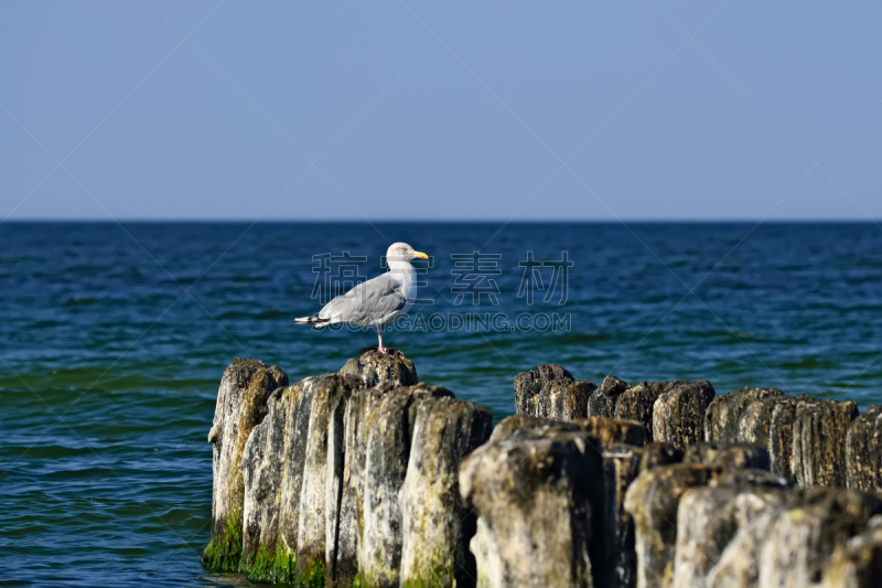 海鸥,破浪堤,鷸形目,防波堤,自然,太空,褐色,水平画幅,无人,鸟类