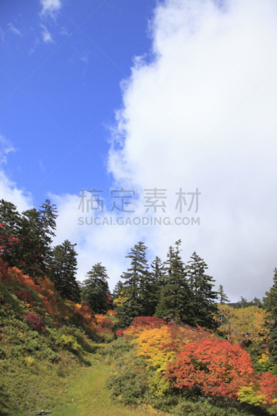 叶子,沼泽,层云峡,大雪山国家公园,上川,垂直画幅,天空,国家公园,云,无人