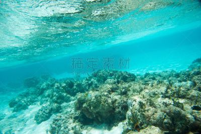 礁石,鲅蝴蝶鱼,宏伟,水,海葵,澳大拉西亚,水下,野外动物,颊纹鼻鱼,生态多样性