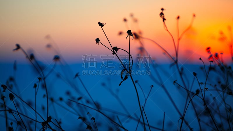 干的,背景,植物群,水平画幅,无人,夏天,户外,草,特写,明亮