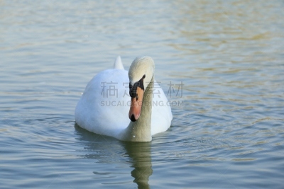 湖,鸭子,白色,天鹅,自然美,美,颈,水平画幅,无人,鸟类