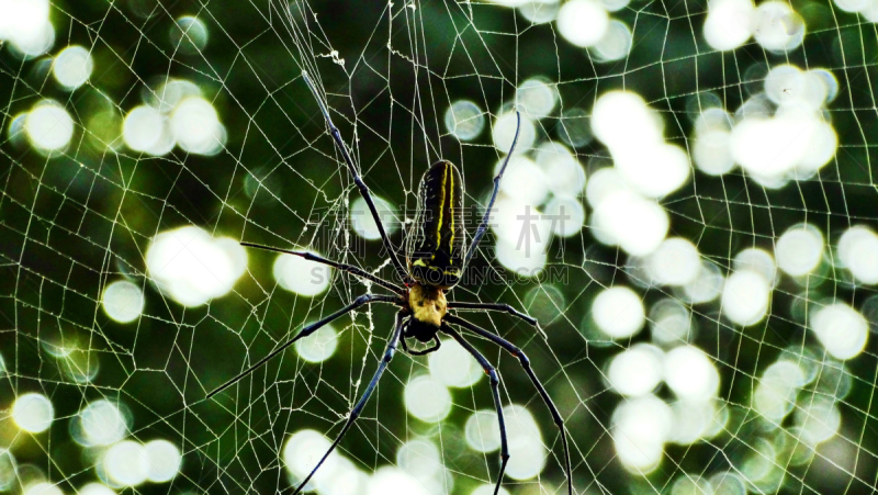 orb weaver spider,丝绸,野生动物,水平画幅,古吉拉特邦,无人,散焦,巨大的,雨林,印度