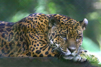 美洲虎,哥斯达黎加,自然,野生猫科动物,中心,水平画幅,巨大的,斑点,热带雨林,野外动物