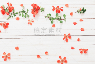 红色,白色,木制,背景,皱皮木瓜,瑞属拉普兰,夏天,花序,美,留白