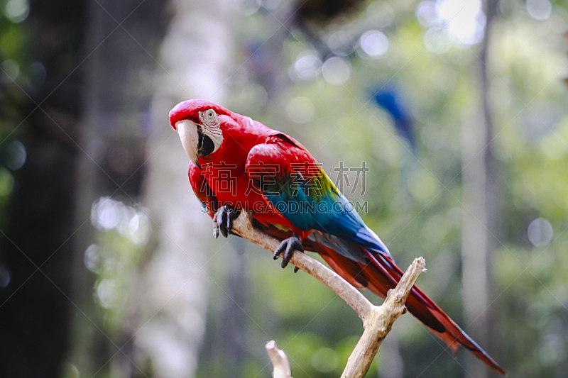 金刚鹦鹉,鹦鹉,巴西,红色,注视镜头,枝,可爱的,濒危物种,热带气候,野生动物