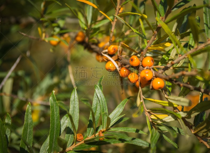 Ripe red sea-buckthorn berries on bushes