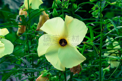 锦葵科,托罗罗,可食用花,自然,菜园,水平画幅,无人,日本,巨大的,夏天