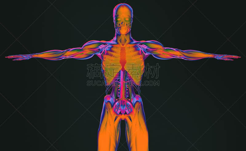 未来,x光,技术,医学扫描,活力,躯干,正面视角,人类骨架,生物科技