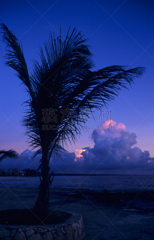 棕榈树,海滩,bayahibe,黄昏,垂直画幅,天空,夜晚,无人,早晨,户外