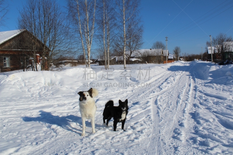 雪,冬天,狗,两只动物,格林威治村,自然,天空,寒冷,毛皮,水平画幅