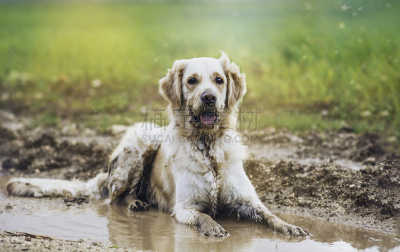金毛寻回犬,泥,寻回犬,水坑,贵宾犬,湿,肮脏的,泥土,雨,狗