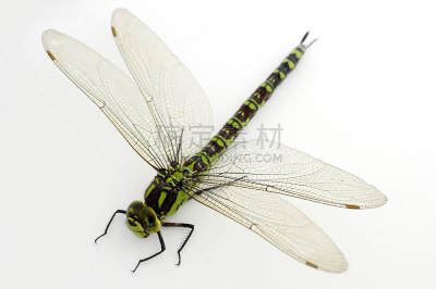 蜻蜓,绿色,白色,southern hawker dragonfly,水平画幅,高视角,彩色图片,无人,白色背景,条纹