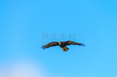 福克兰群岛,条纹长腿兀鹰,野生动物,老鹰,草,鸟类,人的眼睛,动物眼睛,阿根廷,有冠长腿兀鹰