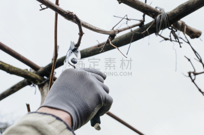 枝,男人,水平画幅,户外,剃刀片,园艺师,树林,部分,植物,葡萄园