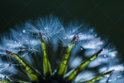 蒲公英,特写,水,天空,美,水平画幅,无人,夏天,户外,植物