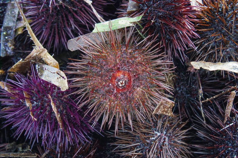 自然,无脊椎动物,野生动物,水平画幅,无人,green sea urchin,紫海胆,海岸地形,海洋生命,户外